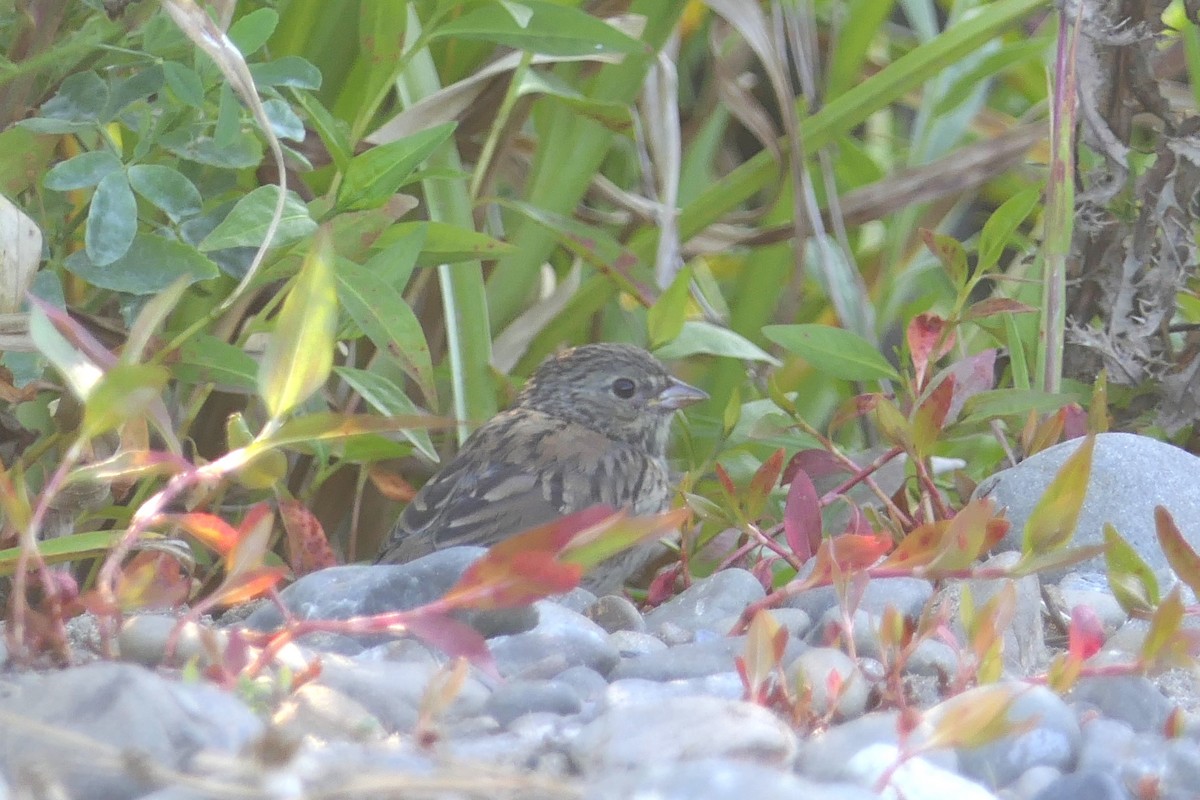 Junco ardoisé (groupe oreganus) - ML104791581