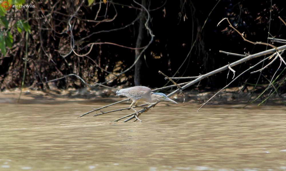 Striated Heron - ML104792631