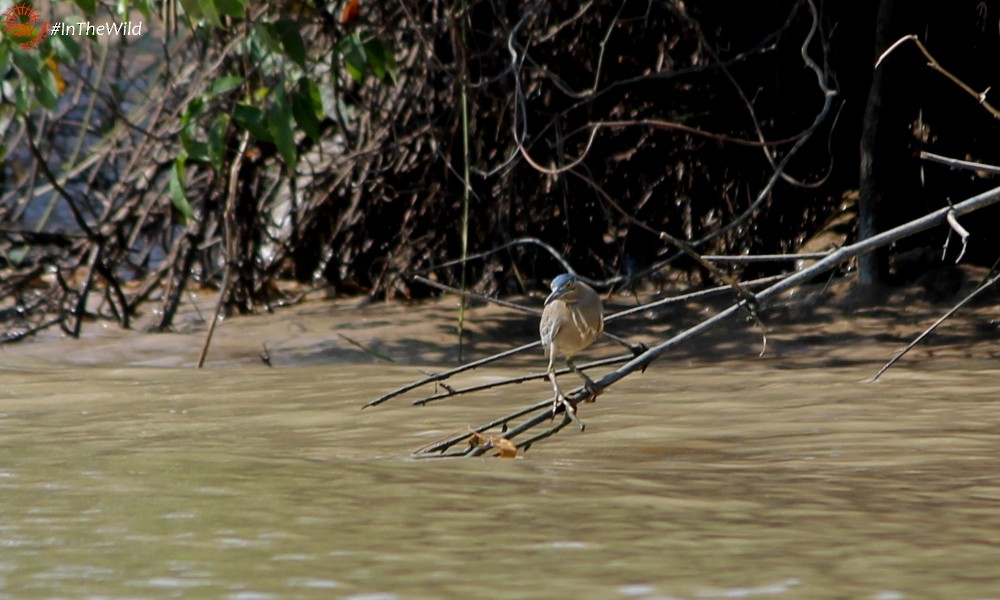 Striated Heron - Janine Duffy