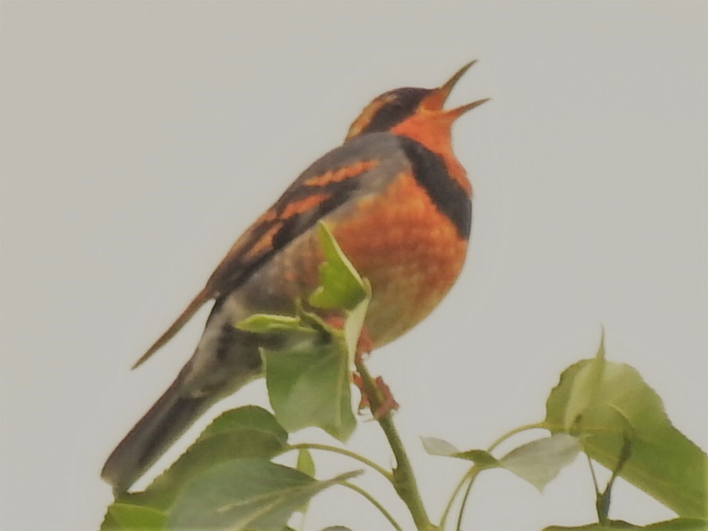 Varied Thrush - ML104794661