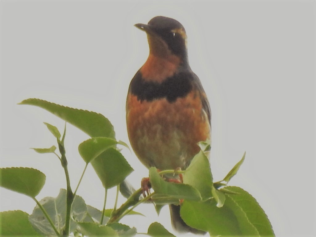 Varied Thrush - ML104794671