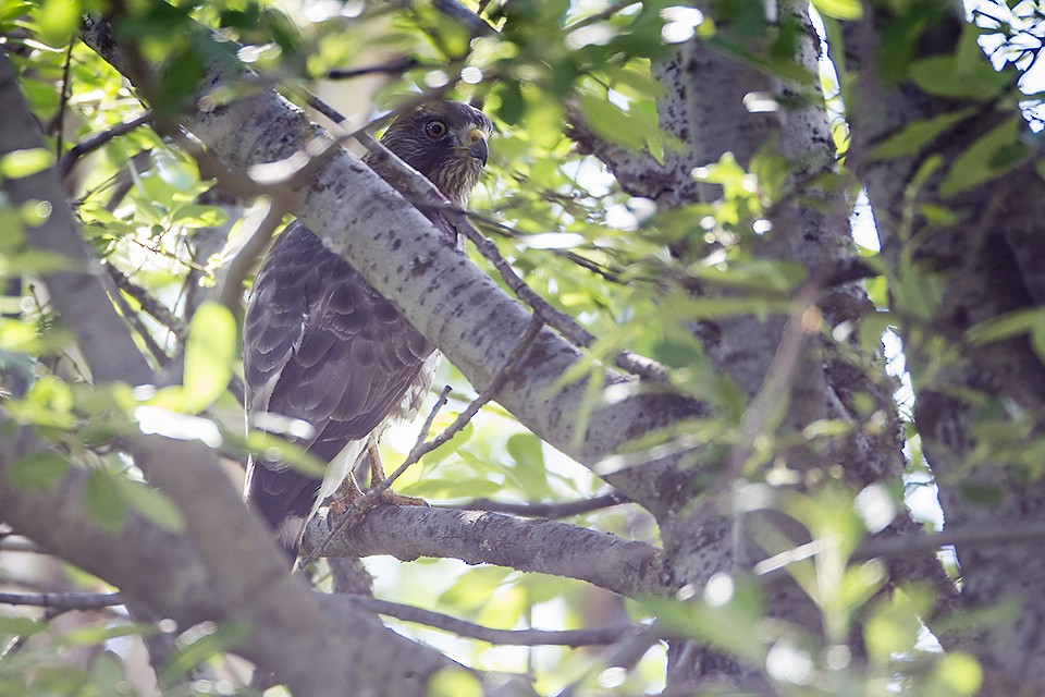 Broad-winged Hawk - ML104795341