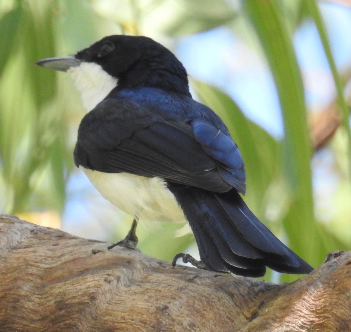 Paperbark Flycatcher - ML104796241