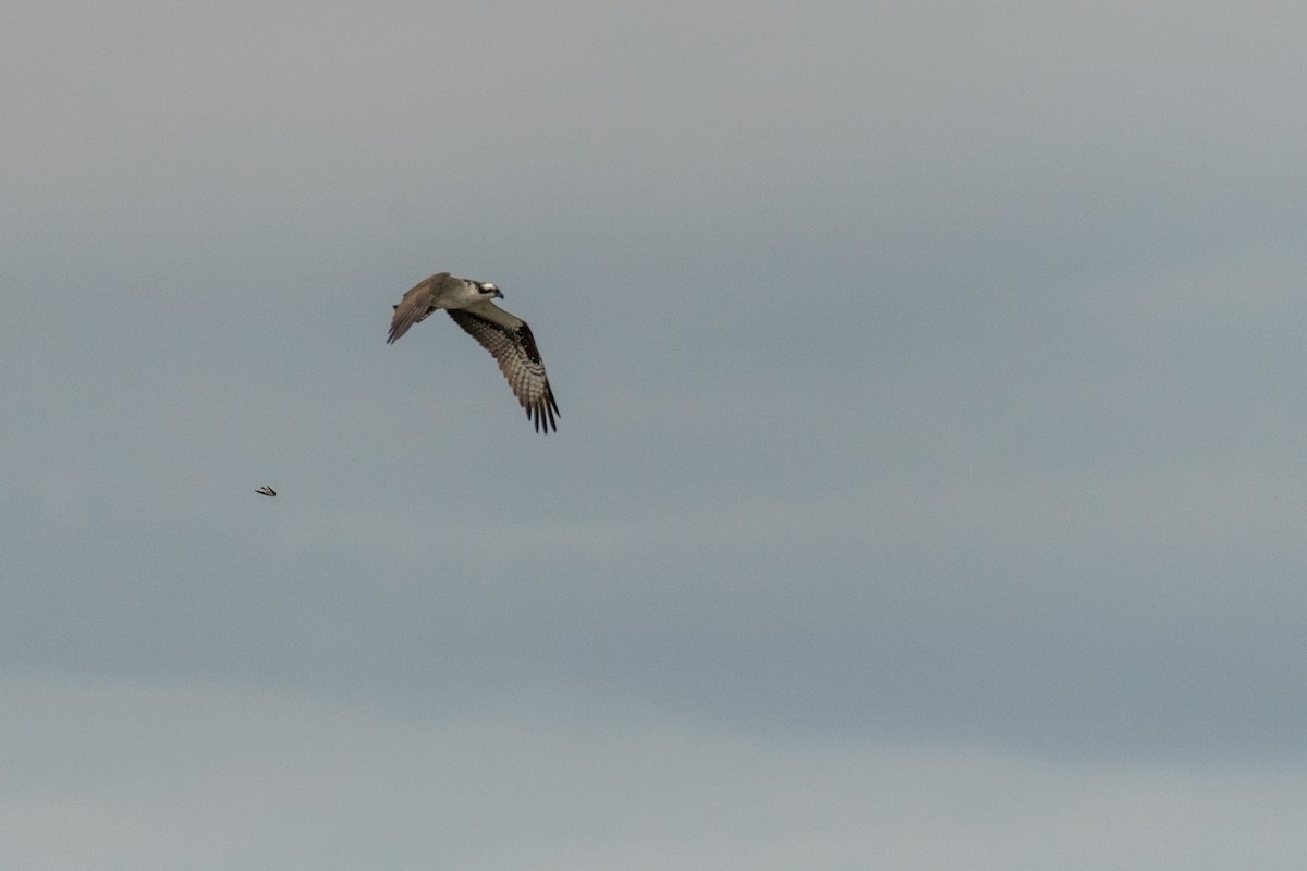 Águila Pescadora - ML104797981