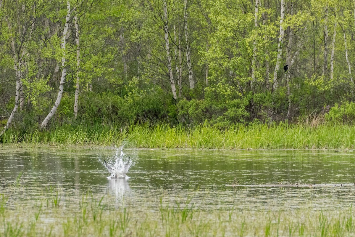 Скопа західна - ML104797991