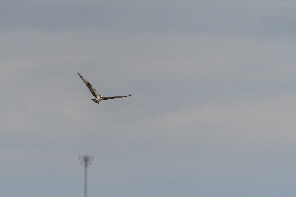 Águila Pescadora - ML104798001