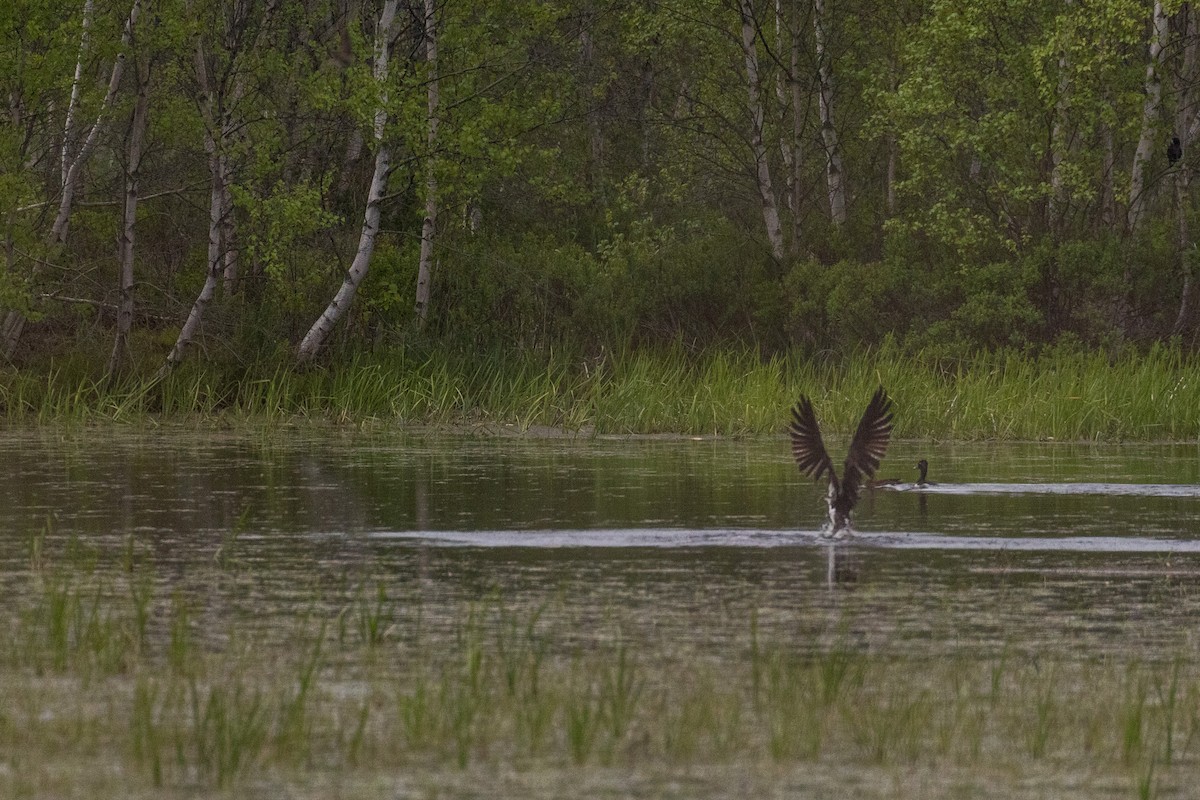 Osprey - ML104798011