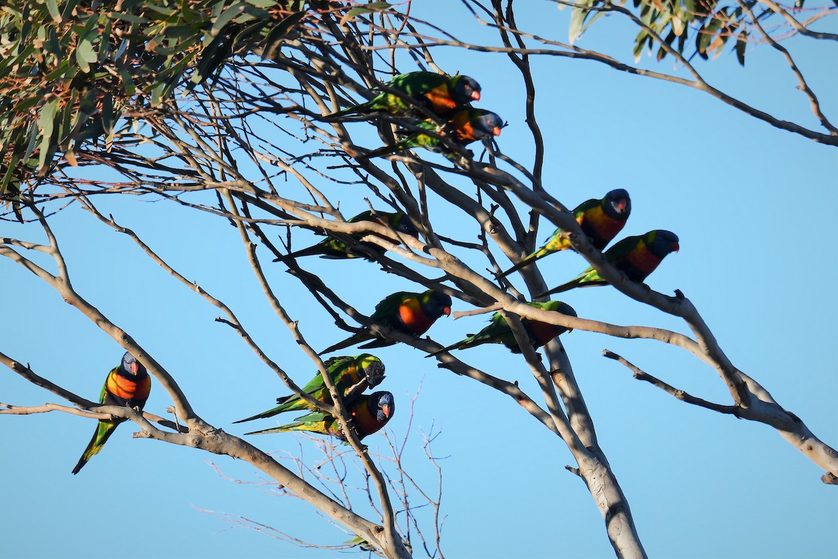 Rainbow Lorikeet - ML104802971