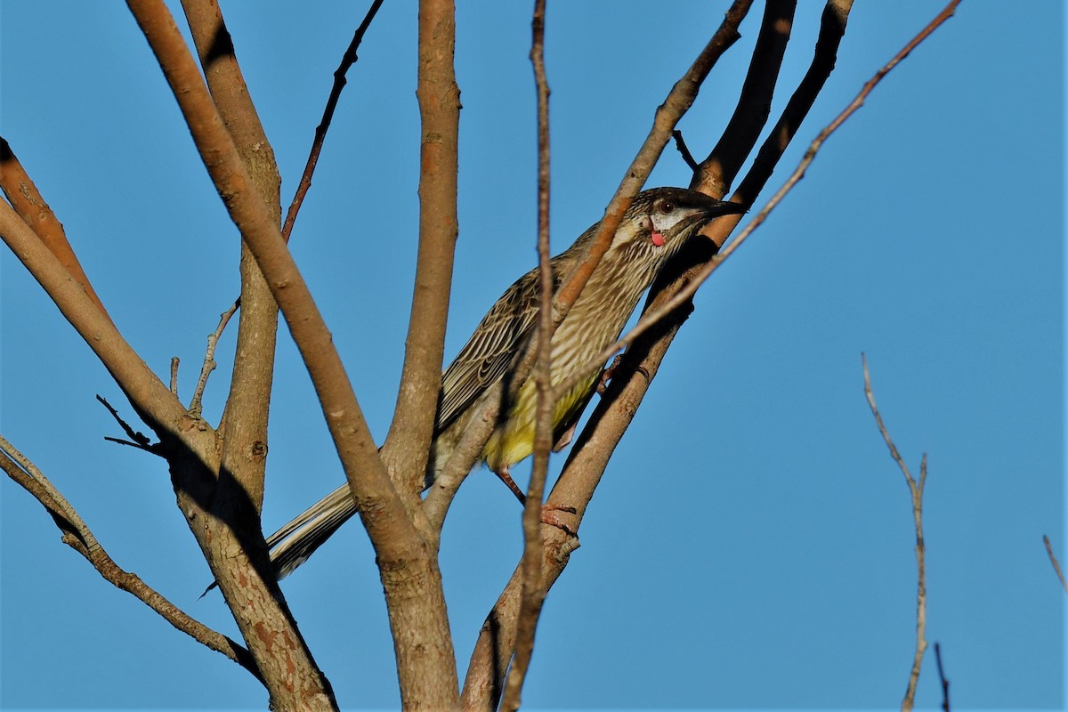 Red Wattlebird - ML104803181