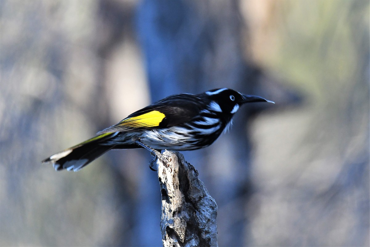 New Holland Honeyeater - ML104803511