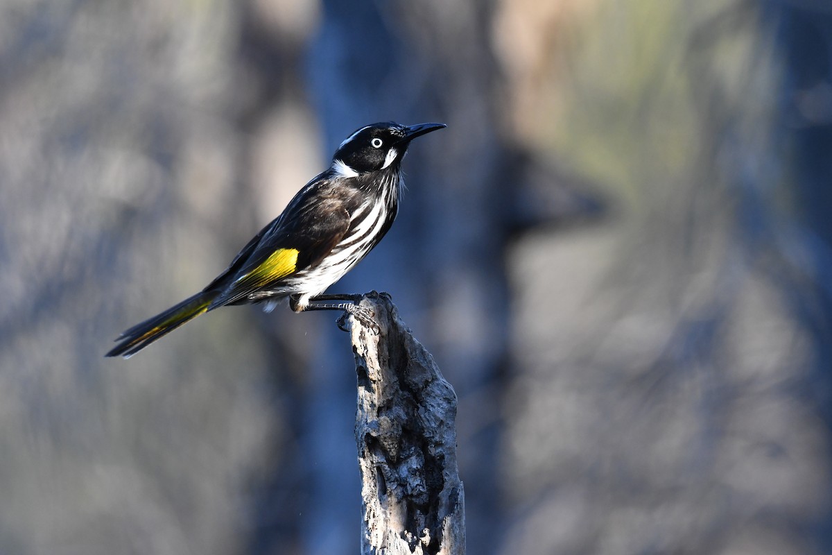 New Holland Honeyeater - ML104803531