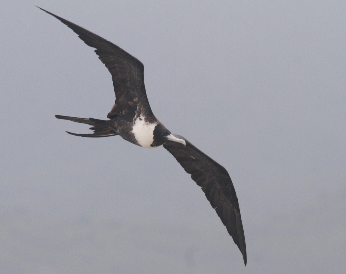 Magnificent Frigatebird - ML104804321