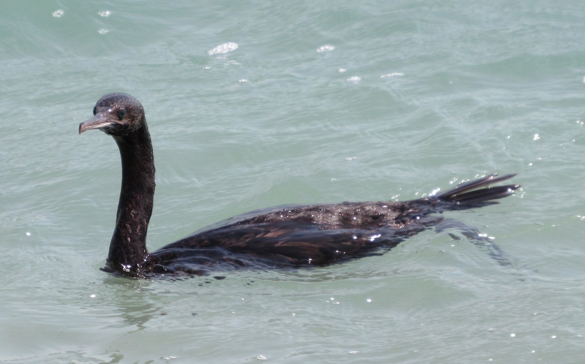 Socotra Cormorant - ML104807481