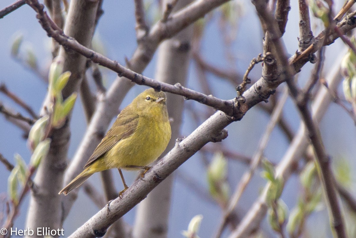 Orange-crowned Warbler - ML104807931