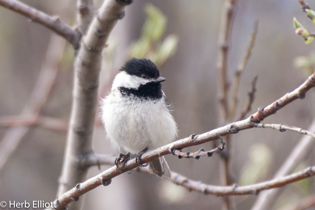 Black-capped Chickadee - ML104807961