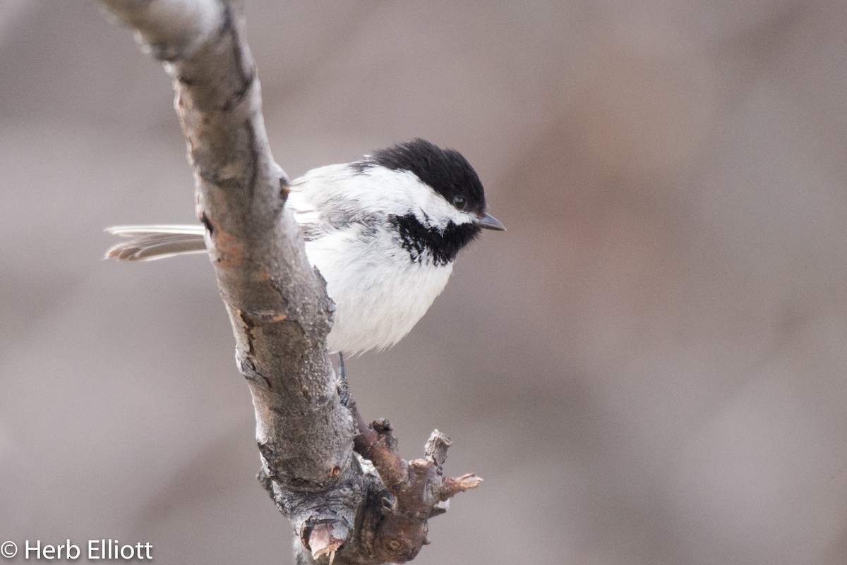 Black-capped Chickadee - ML104807971