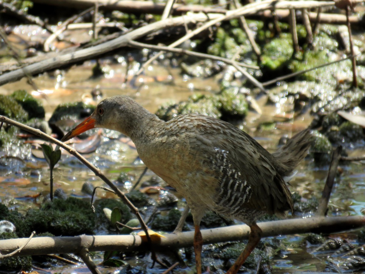 Mangrove Rail - Roselvy Juárez