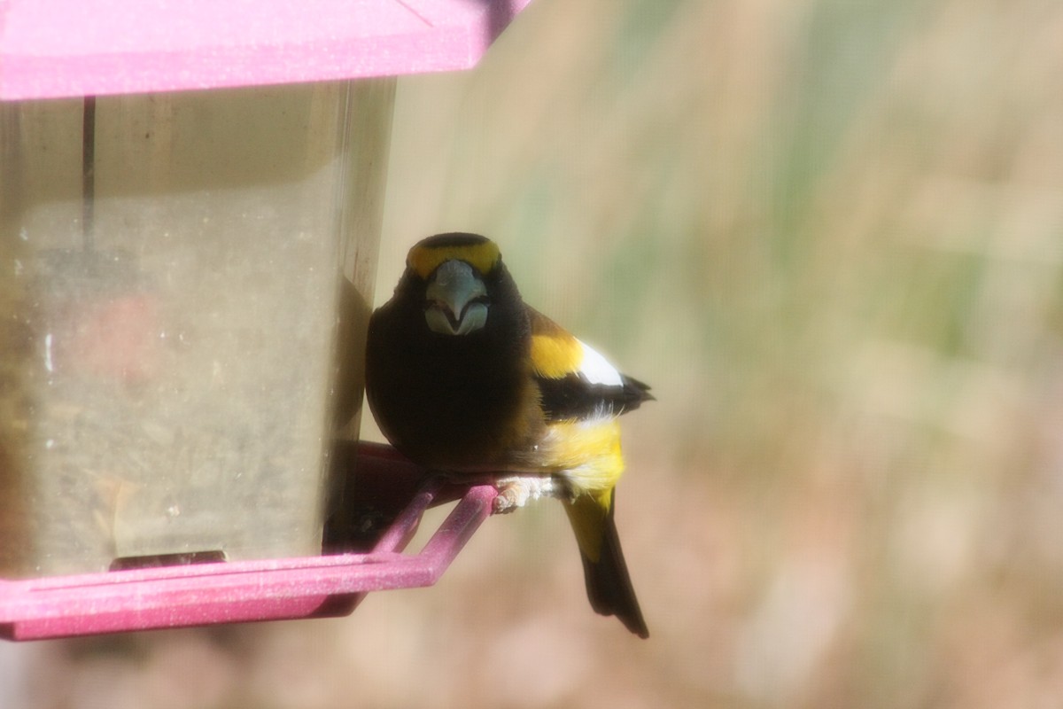 Evening Grosbeak - ML104811131