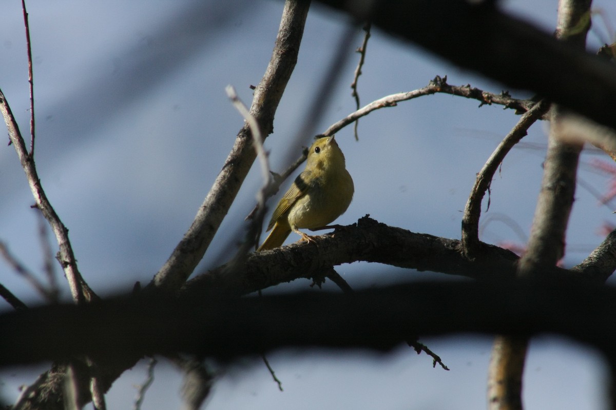 Yellow Warbler - ML104811351