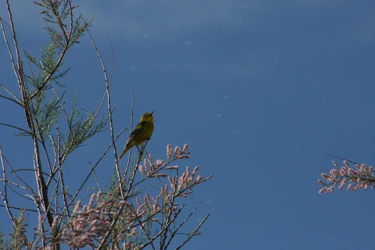 Paruline jaune - ML104811471