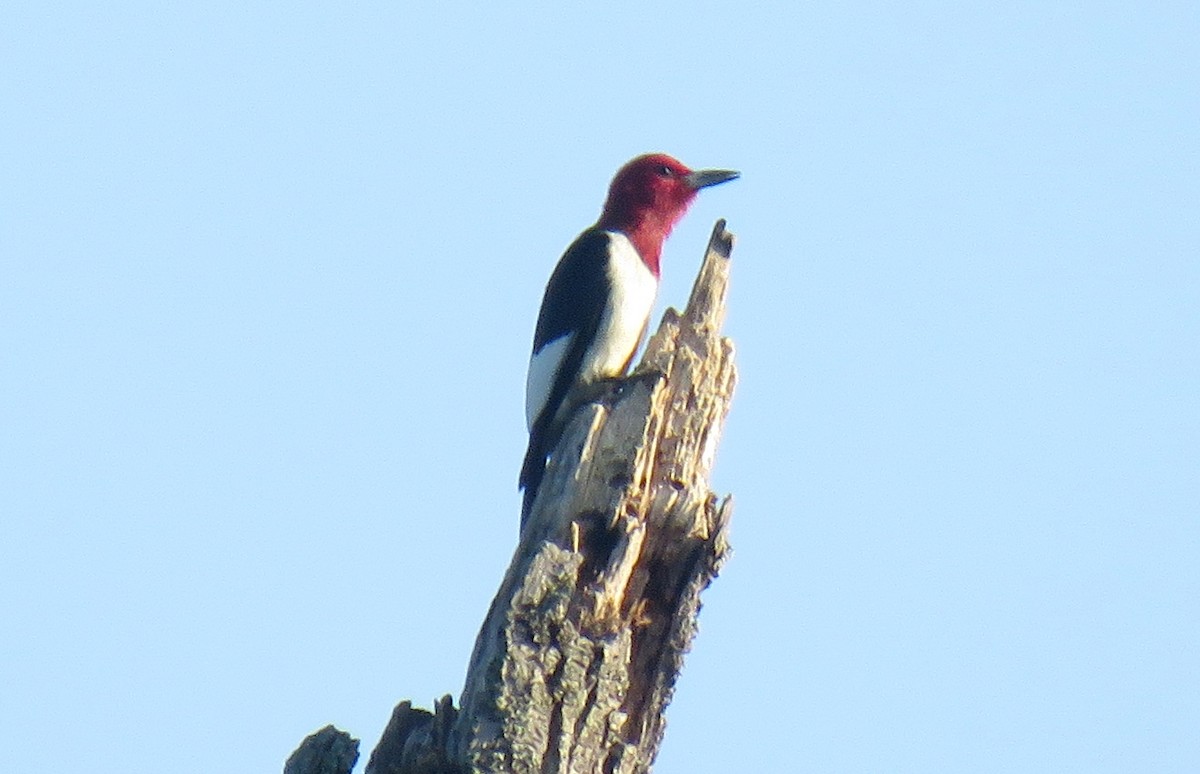 Pic à tête rouge - ML104811551