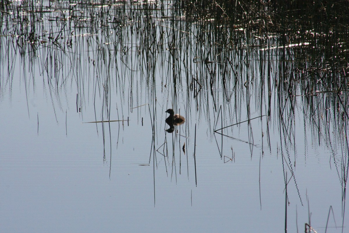 Pied-billed Grebe - ML104811791