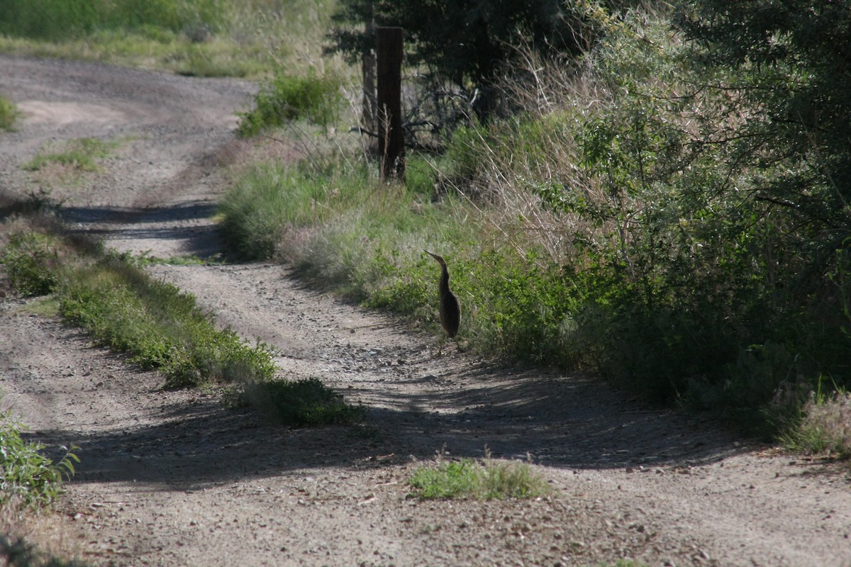 American Bittern - ML104811861