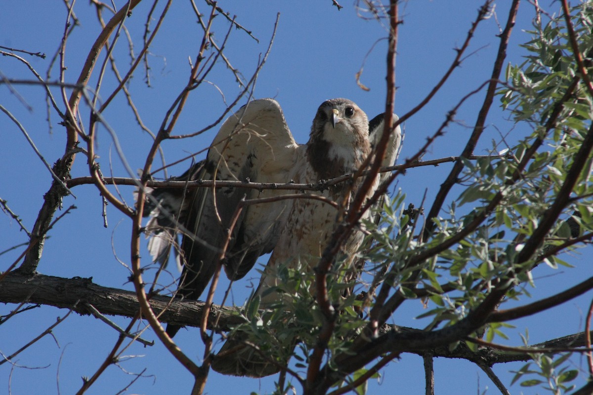 Swainson's Hawk - ML104811901