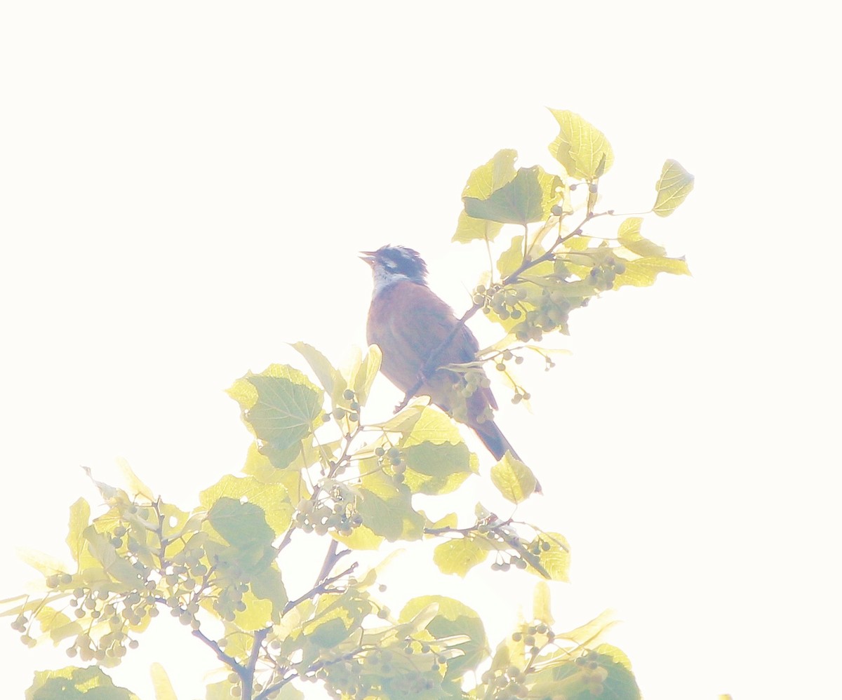 Meadow Bunting - ML104812931