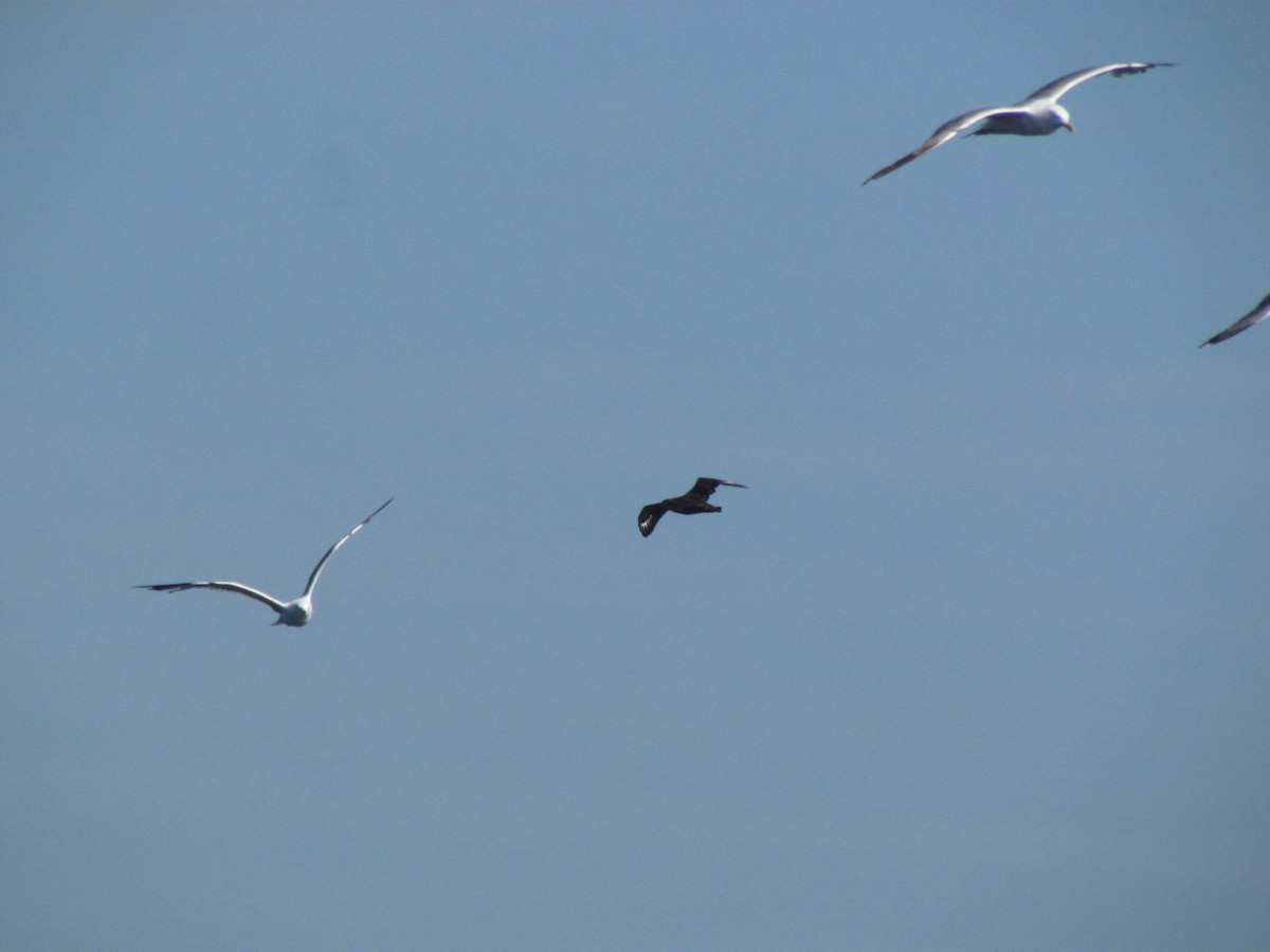 Great Skua - ML104813991