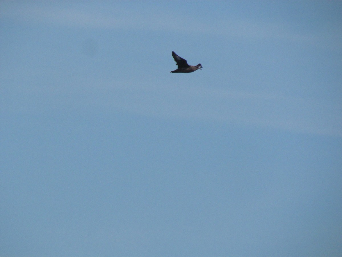 Great Skua - ML104814021