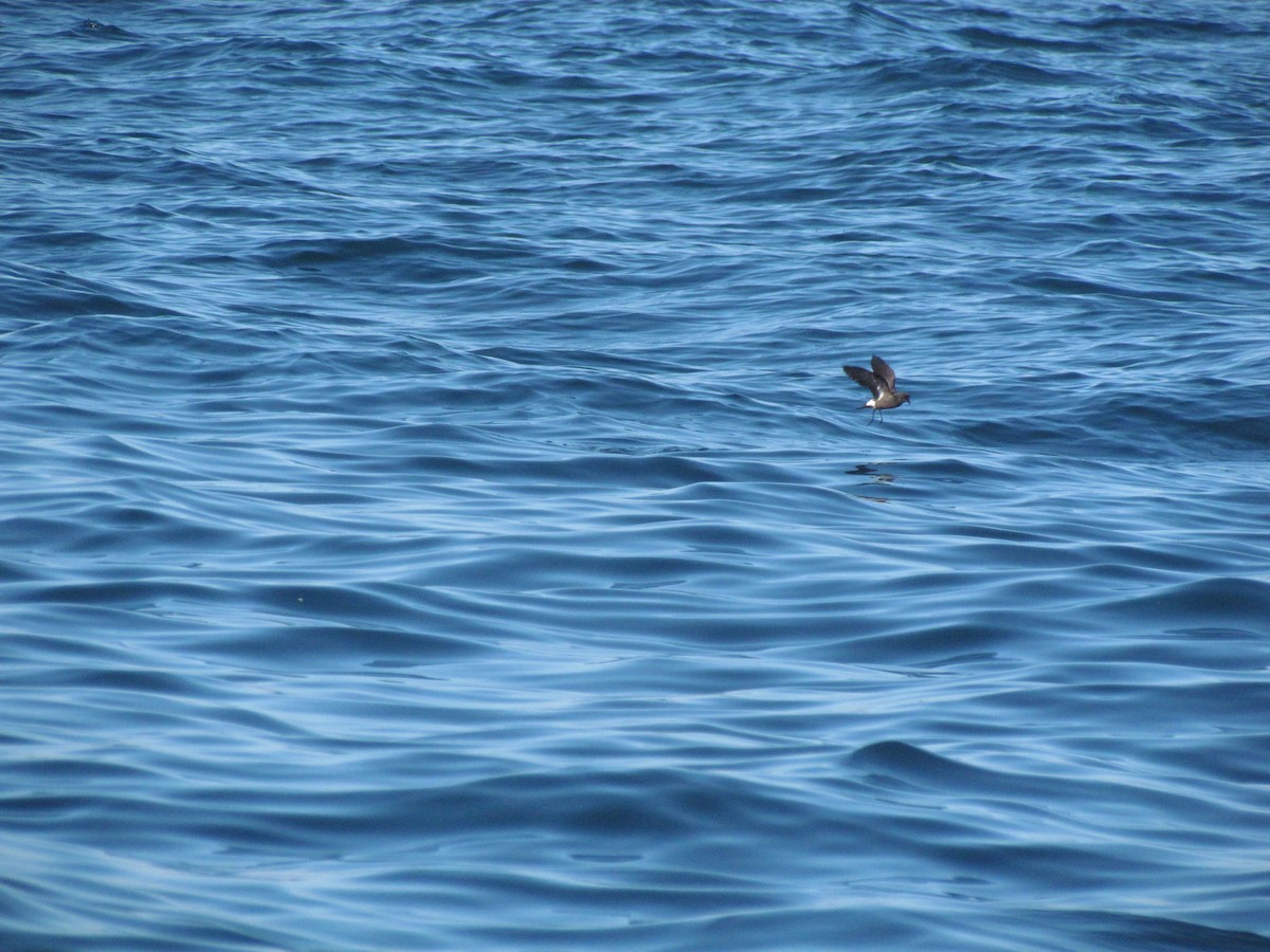 European Storm-Petrel - ML104814061