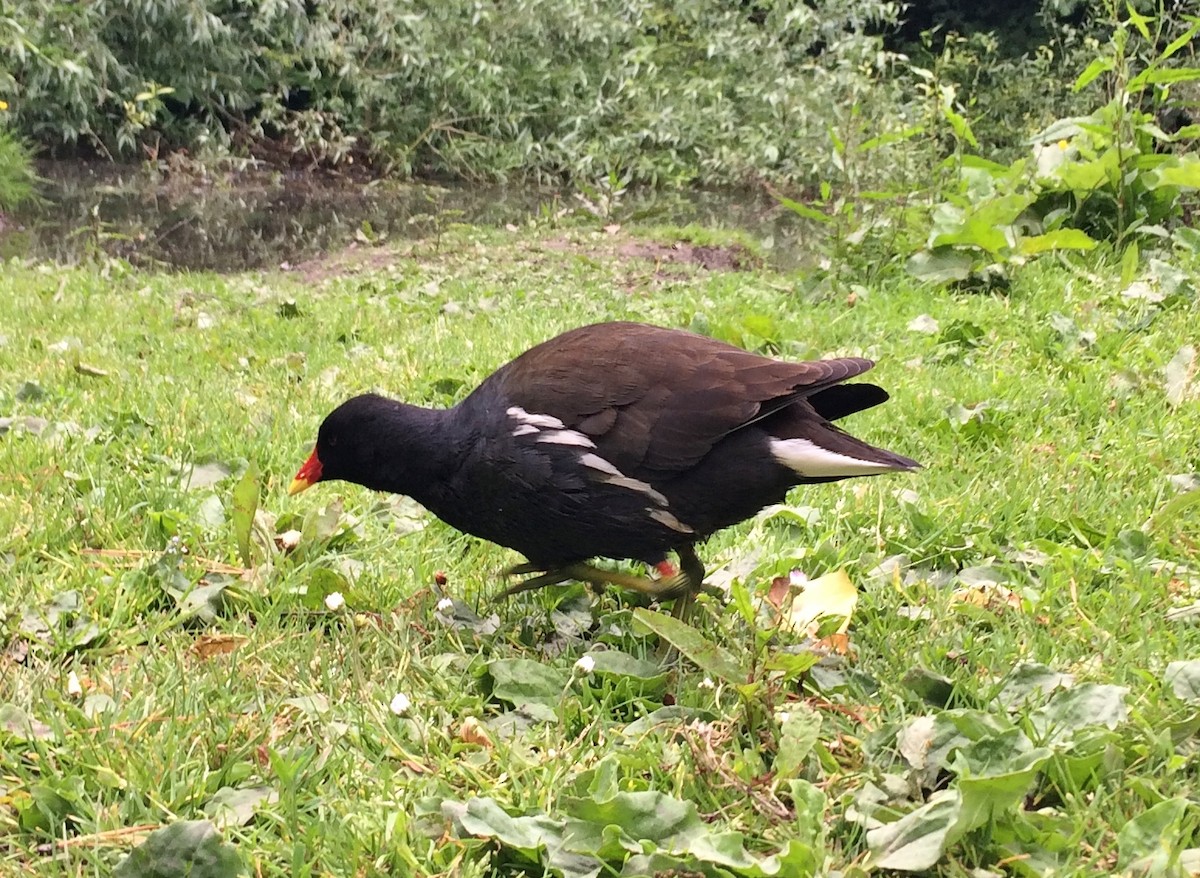 Eurasian Moorhen - ML104814211