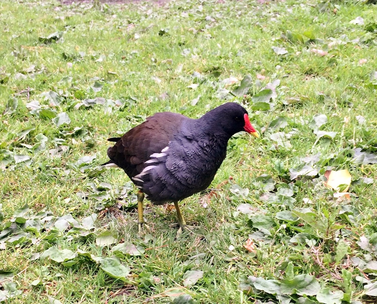 Eurasian Moorhen - ML104814221