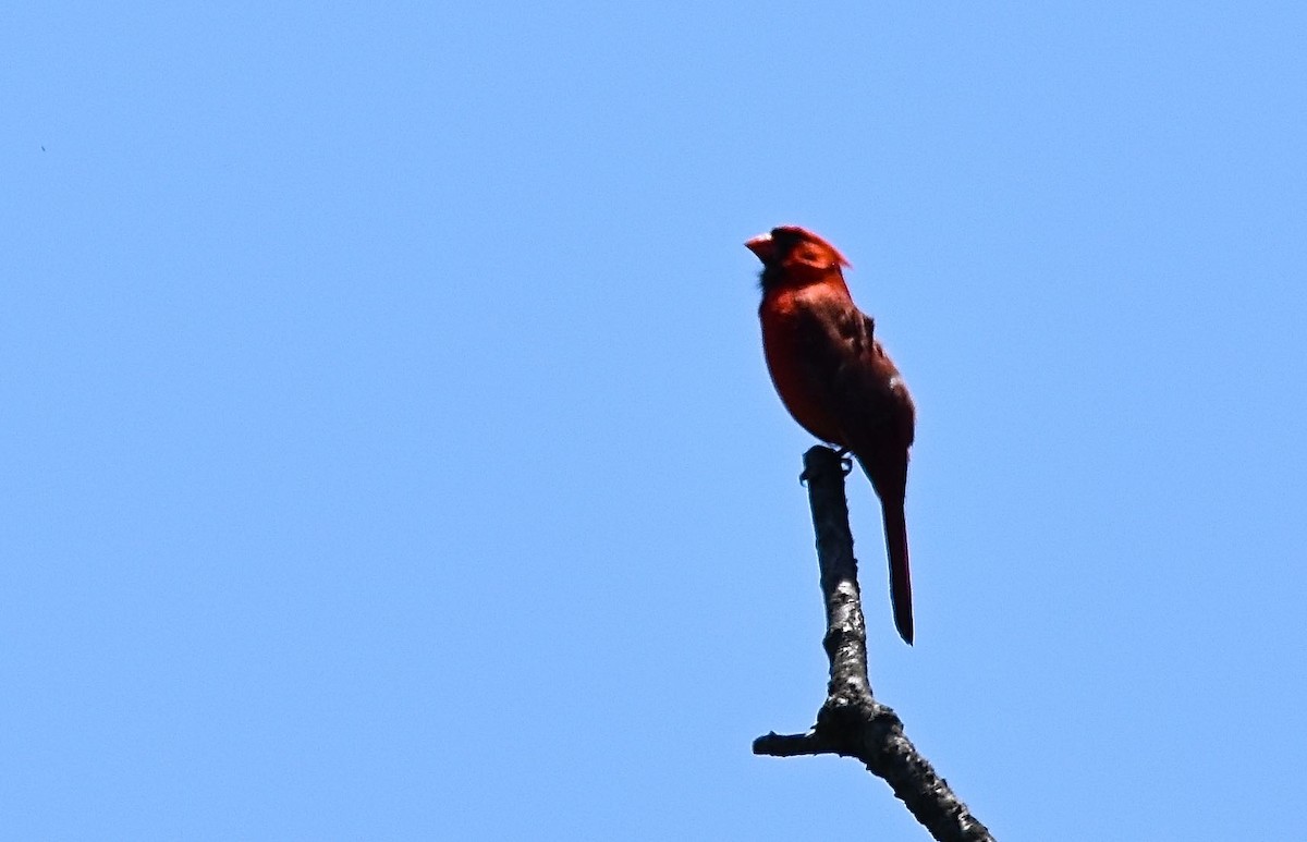 Northern Cardinal - ML104816921