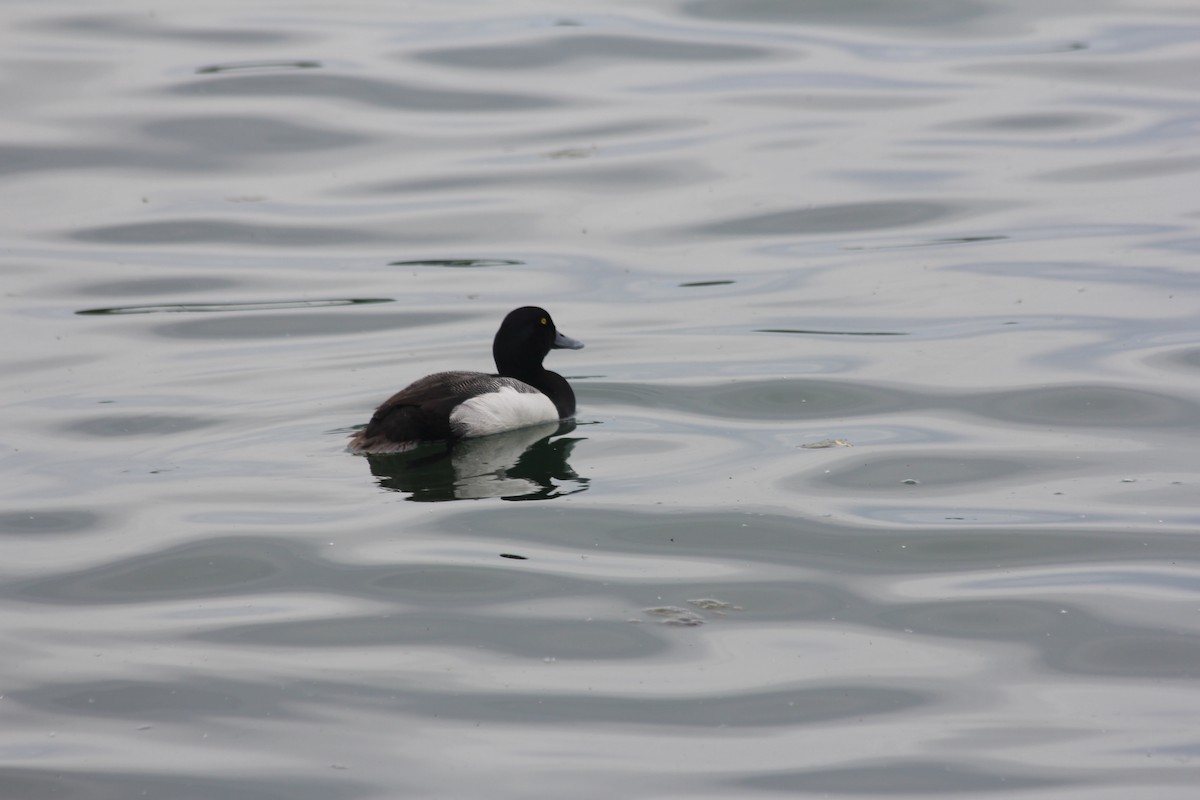 Greater Scaup - ML104817601