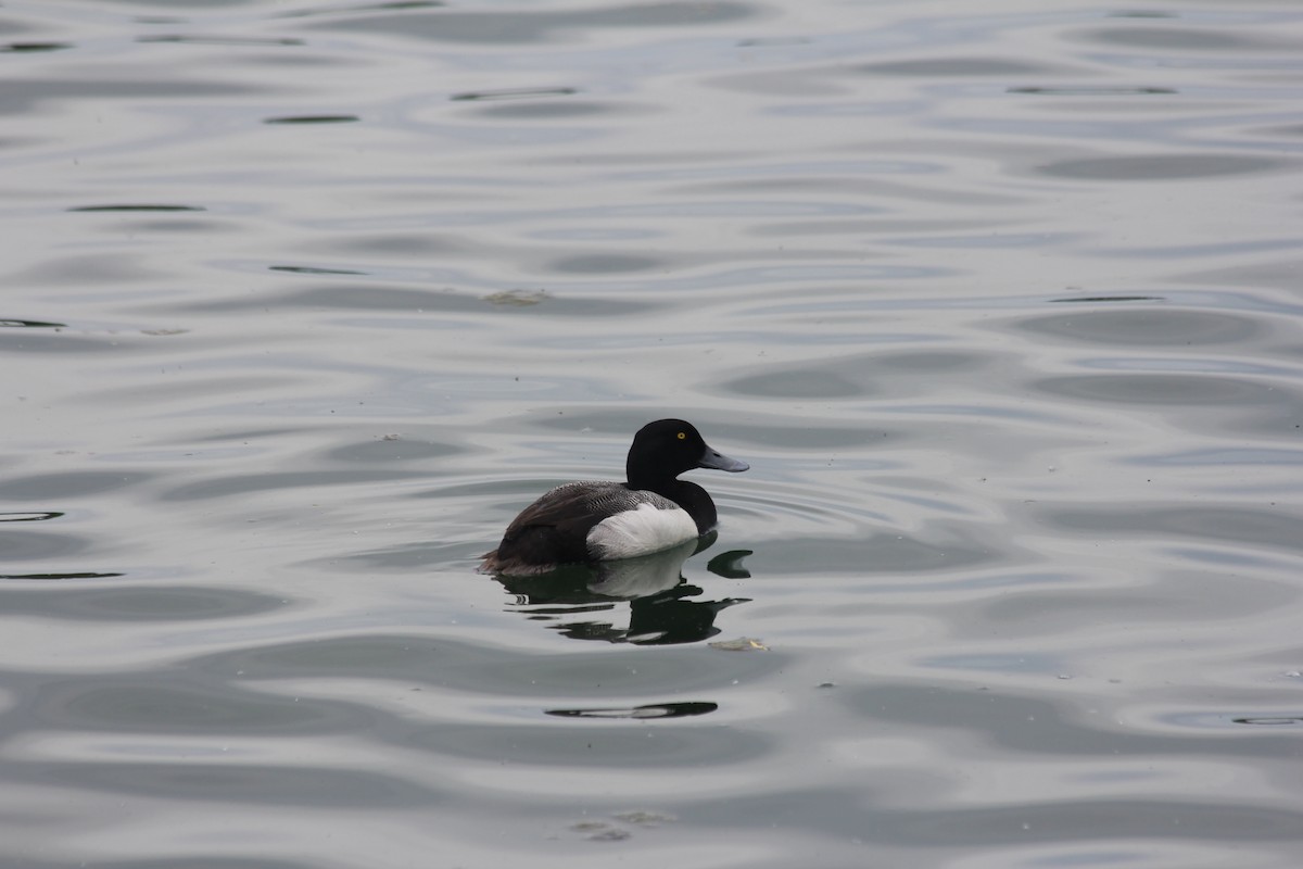 Greater Scaup - ML104817611