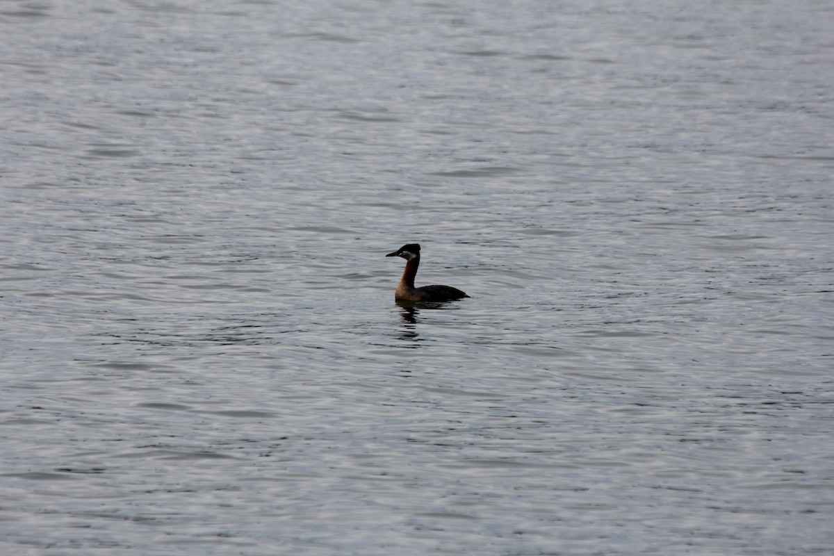 Red-necked Grebe - Asher Gunn