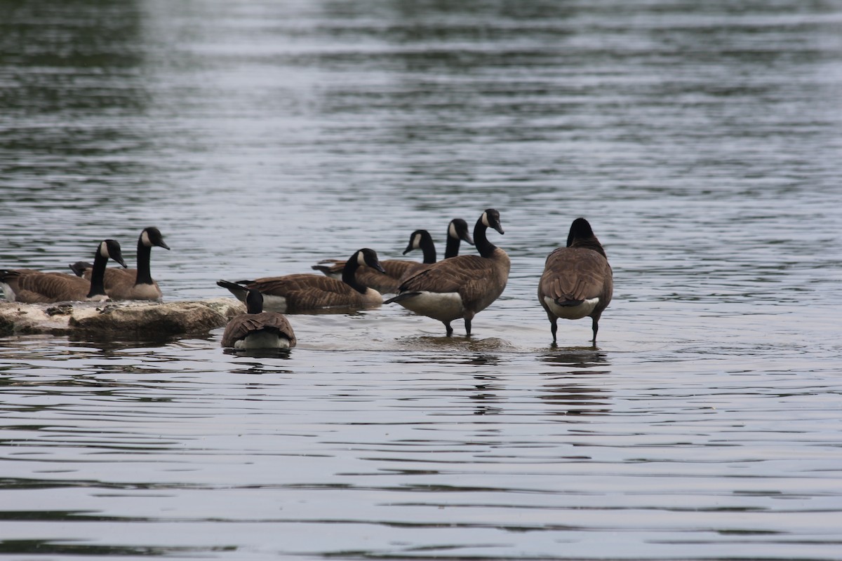 Canada Goose - ML104818541