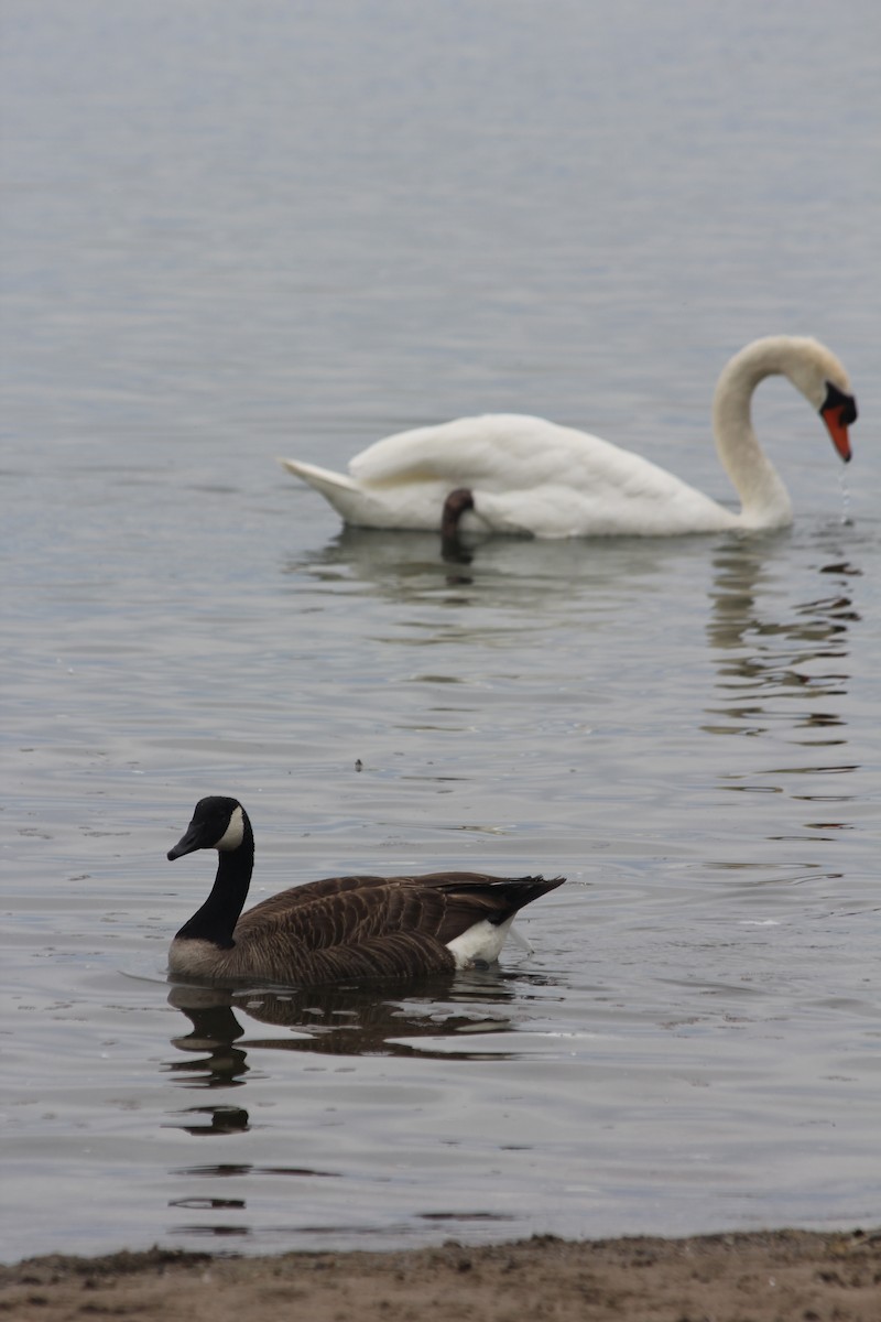 Canada Goose - ML104818641