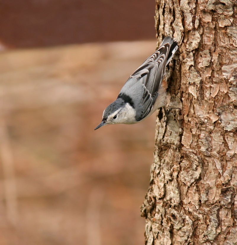 White-breasted Nuthatch - ML104820111