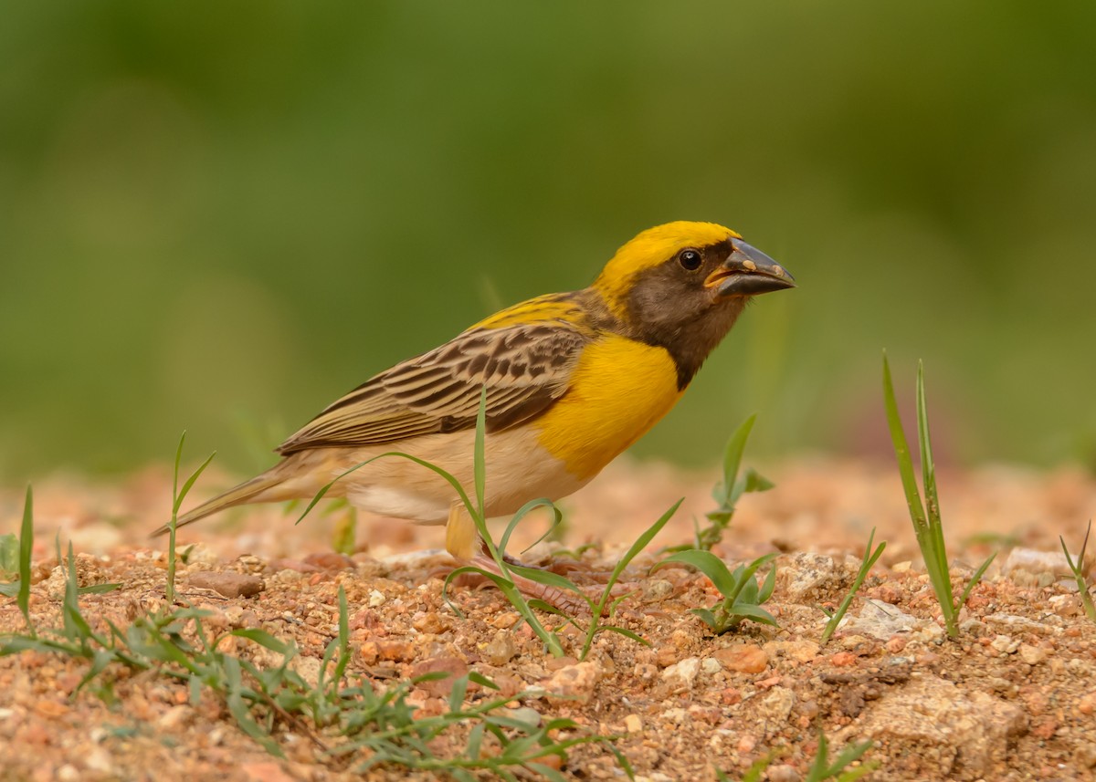 Baya Weaver - ML104821101