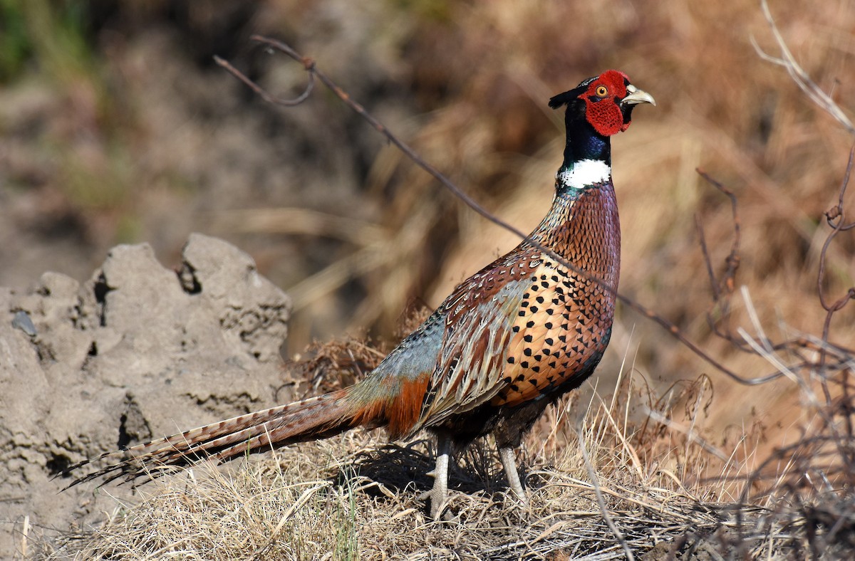 Ring-necked Pheasant - ML104821321