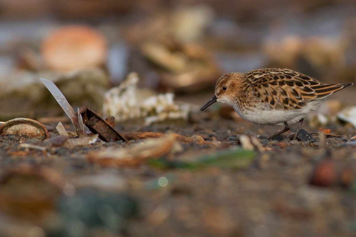 Little Stint - ML104823051