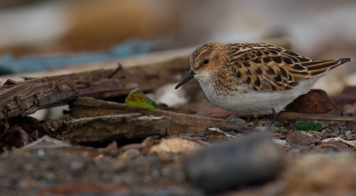 Little Stint - ML104823091