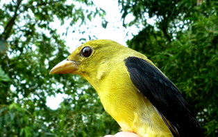 Scarlet Tanager - ML104824601