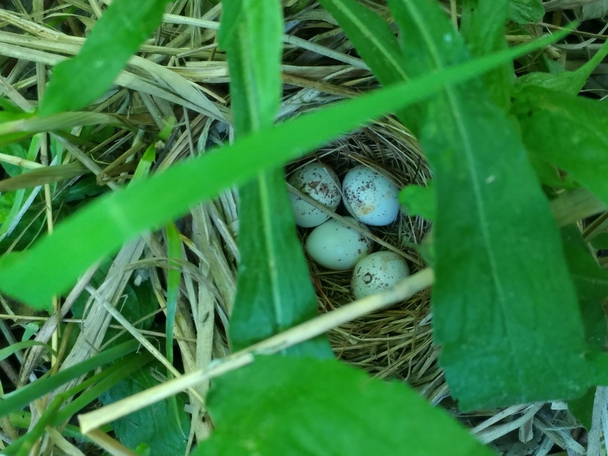 Common Yellowthroat - Fyn Kynd