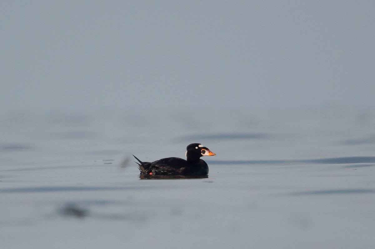 Surf Scoter - ML104825241