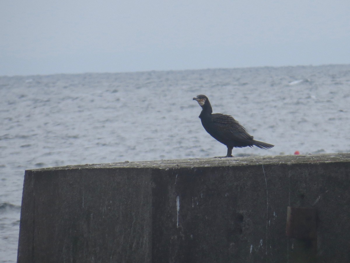 Great Cormorant - ML104827381