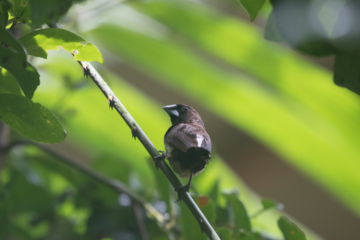 White-rumped Munia - ML104831641